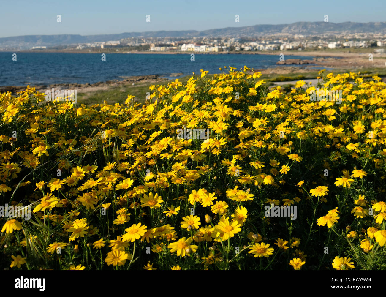 Una alfombra de margaritas de corona amarilla en plena floración en el litoral en Kato Paphos, Paphos, Chipre. Foto de stock
