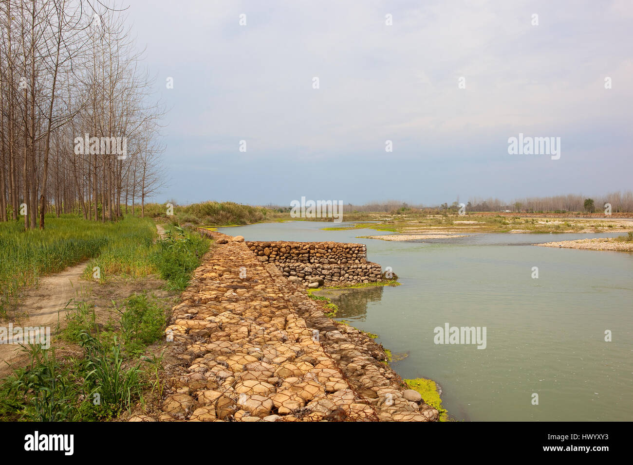 Un banco de piedra de río punjabi con cultivos de trigo y chopos bajo un cielo nublado azul Foto de stock