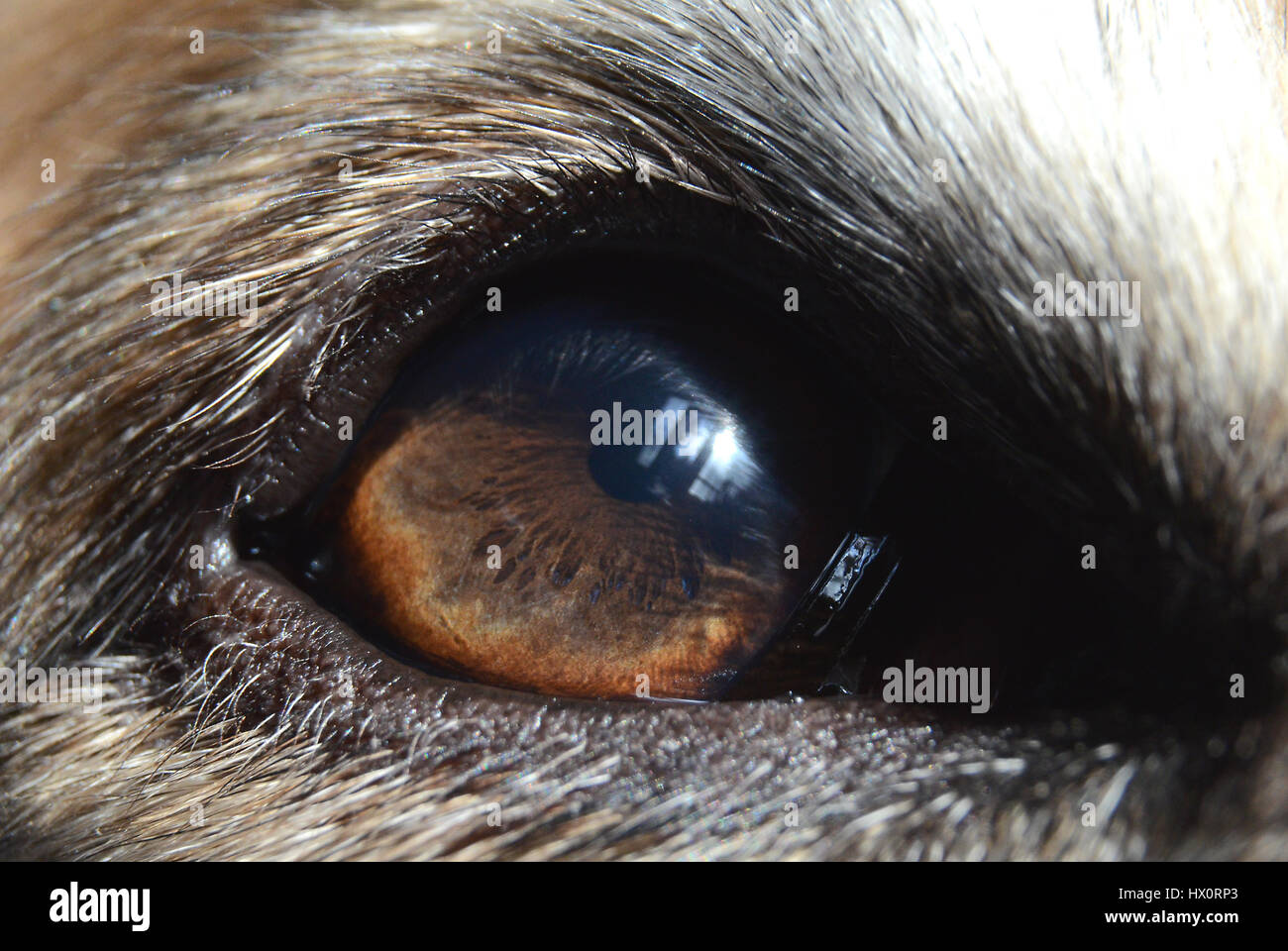 Extreme closeup sobre un perro del ojo. Foto de stock