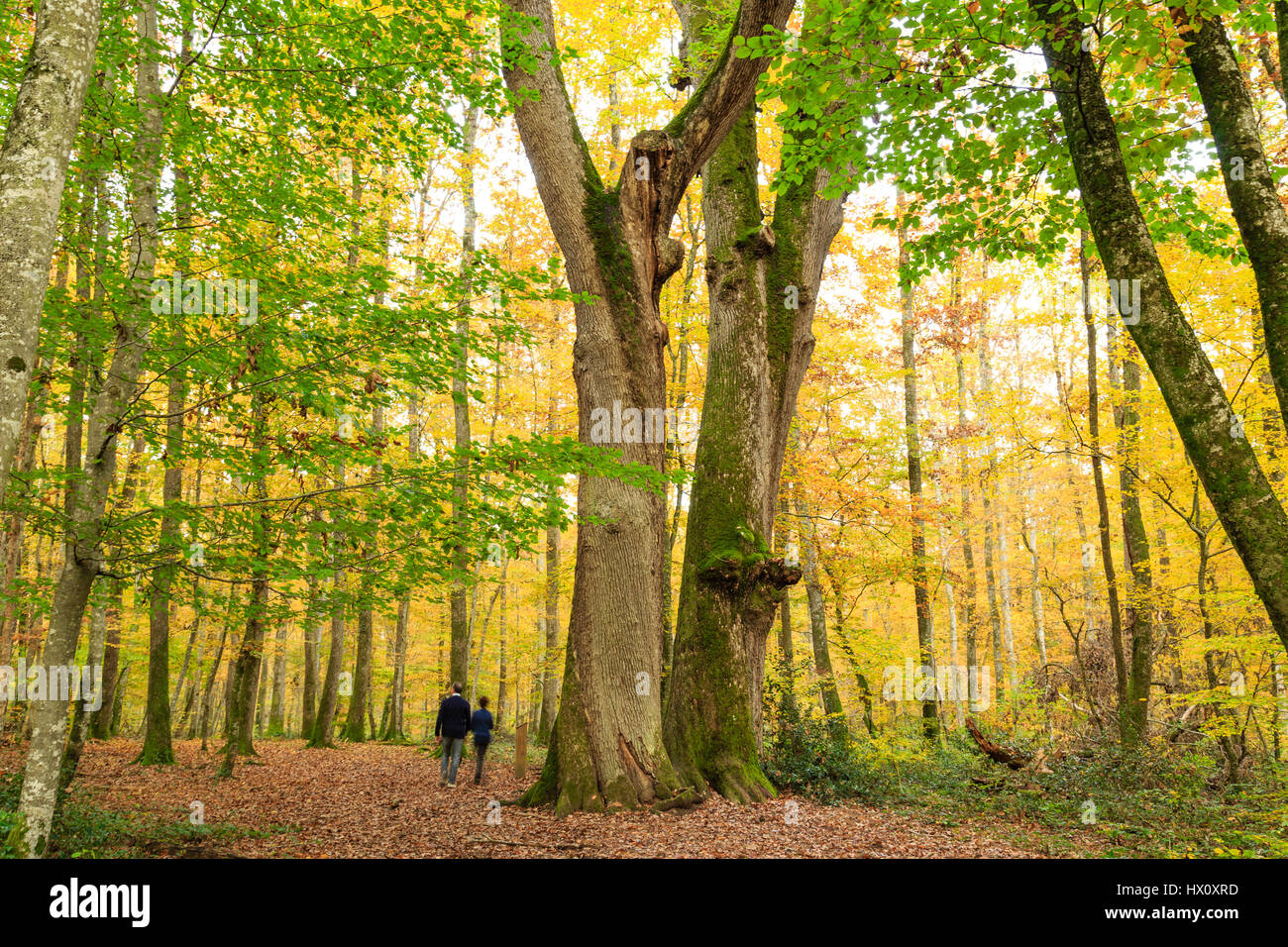 Francia, Allier, bosque de Tronçais, Saint-Bonnet-Troncais, remarkables sessiles oaks la Jumeaux (Quercus petraea) de edades comprendidas entre comienzos de siglo XVIeme Foto de stock