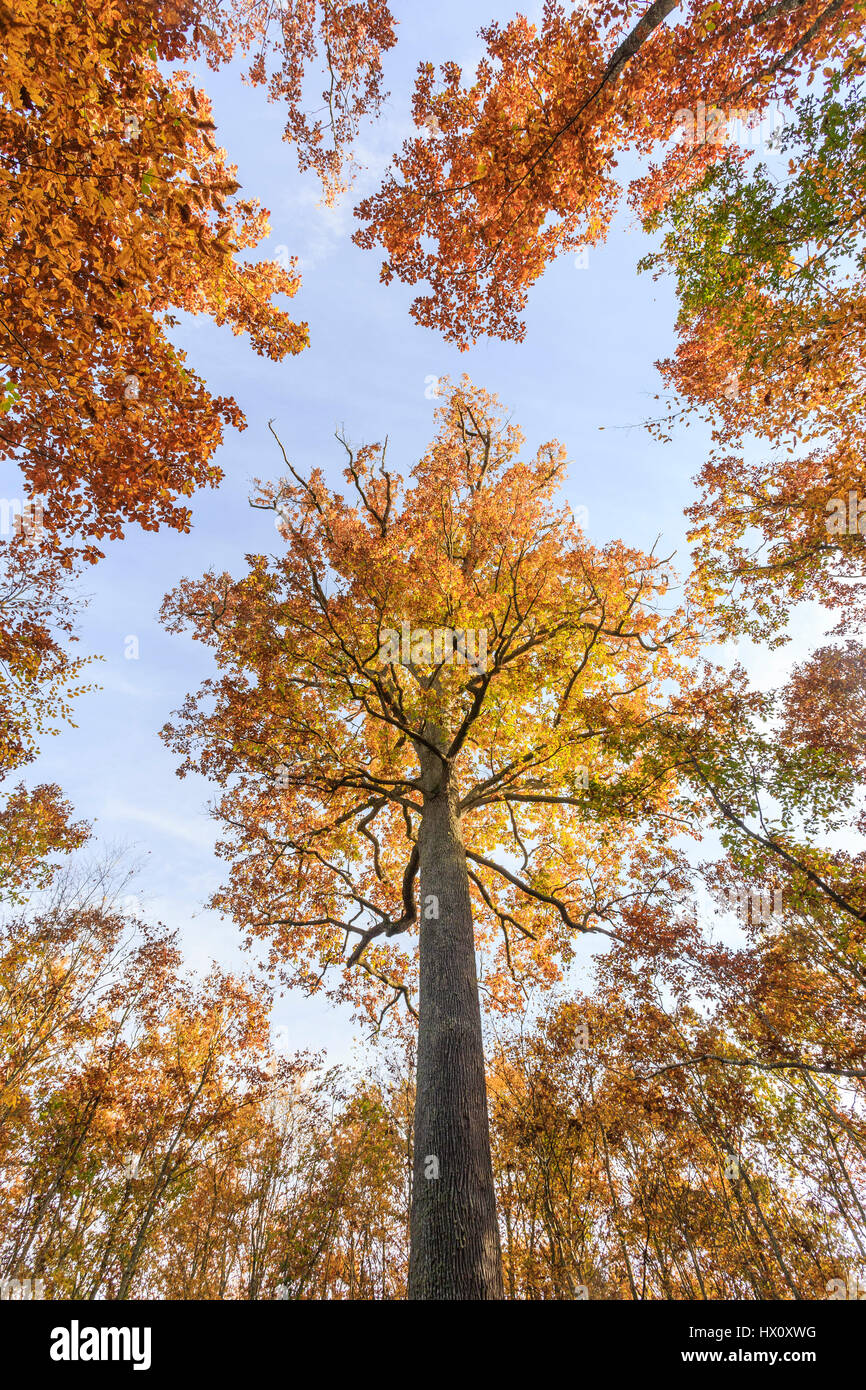 Francia, Allier, bosque de Tronçais, Saint-Bonnet-Troncais, notable sésiles en otoño Stebbing de roble (Quercus petraea) Foto de stock