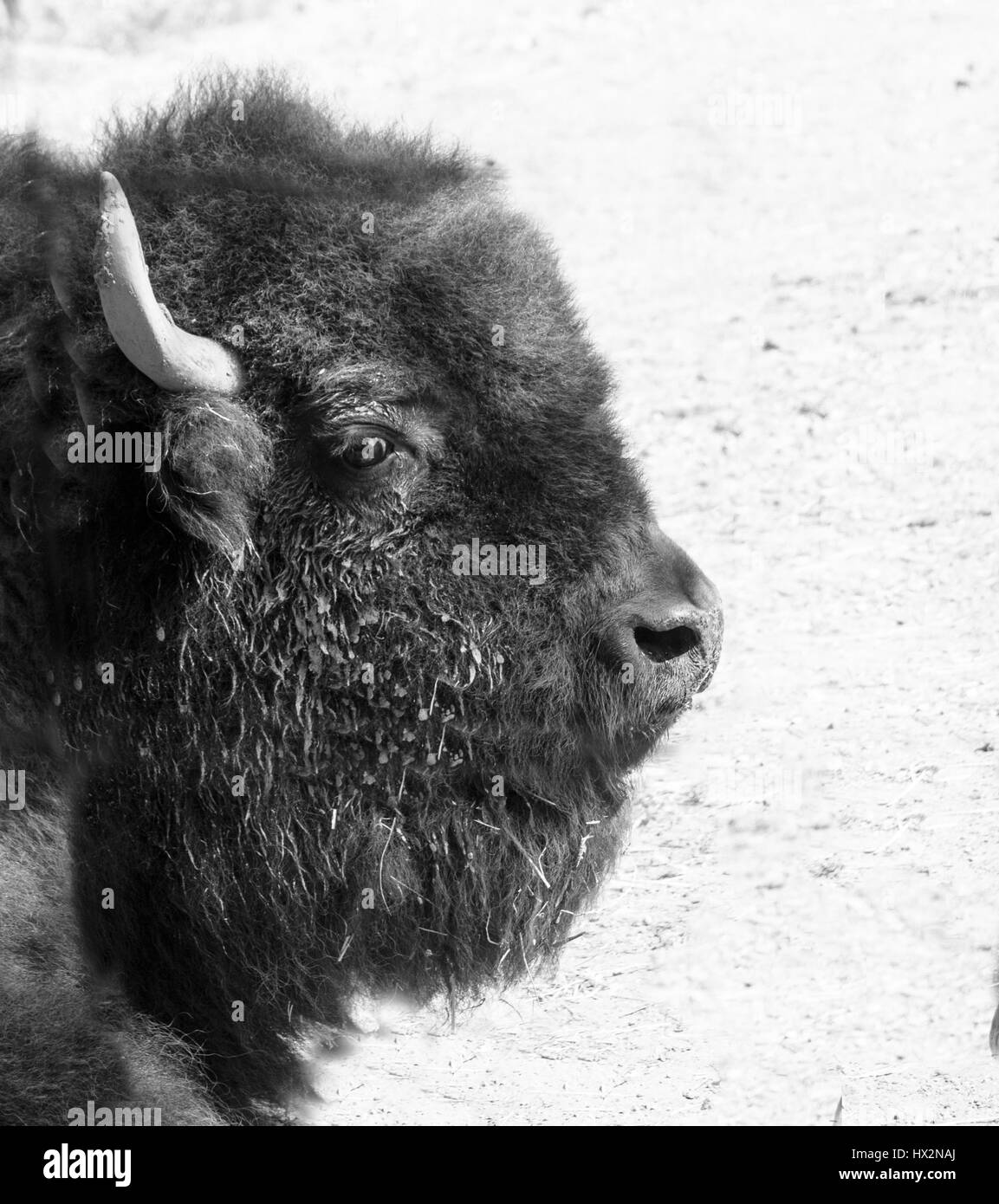 Cabeza de bisonte tiro Foto de stock