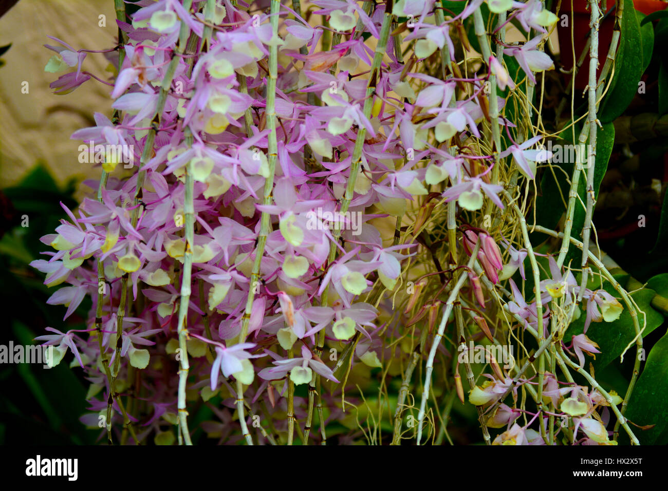 Vibrar pistola Beber agua Orquídeas colgantes fotografías e imágenes de alta resolución - Alamy
