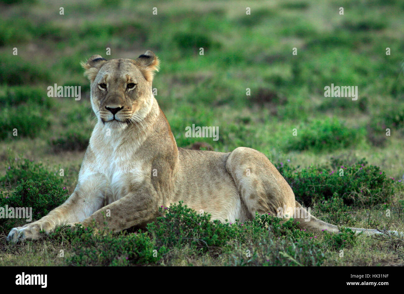Una leona se sienta en el césped, durante un safari en una reserva privada de caza en Sudáfrica el 18 de marzo de 2017. © John Voos Foto de stock