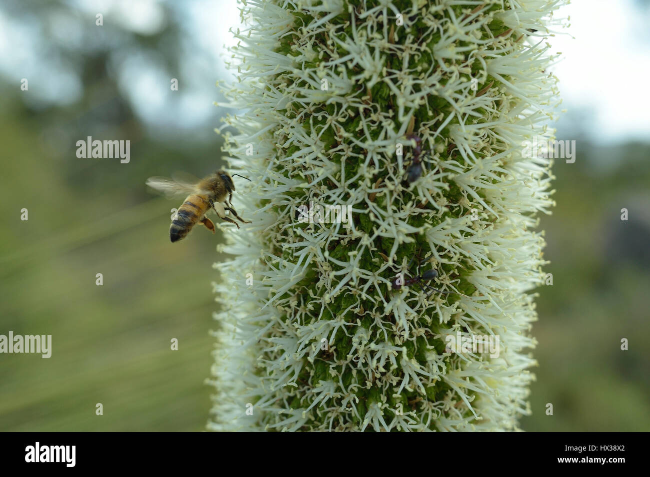 (Xanthorrhoea Balga preissii) floración, con miel de abeja europea (aka occidental) de miel de abeja Apis mellifera en asistencia Foto de stock