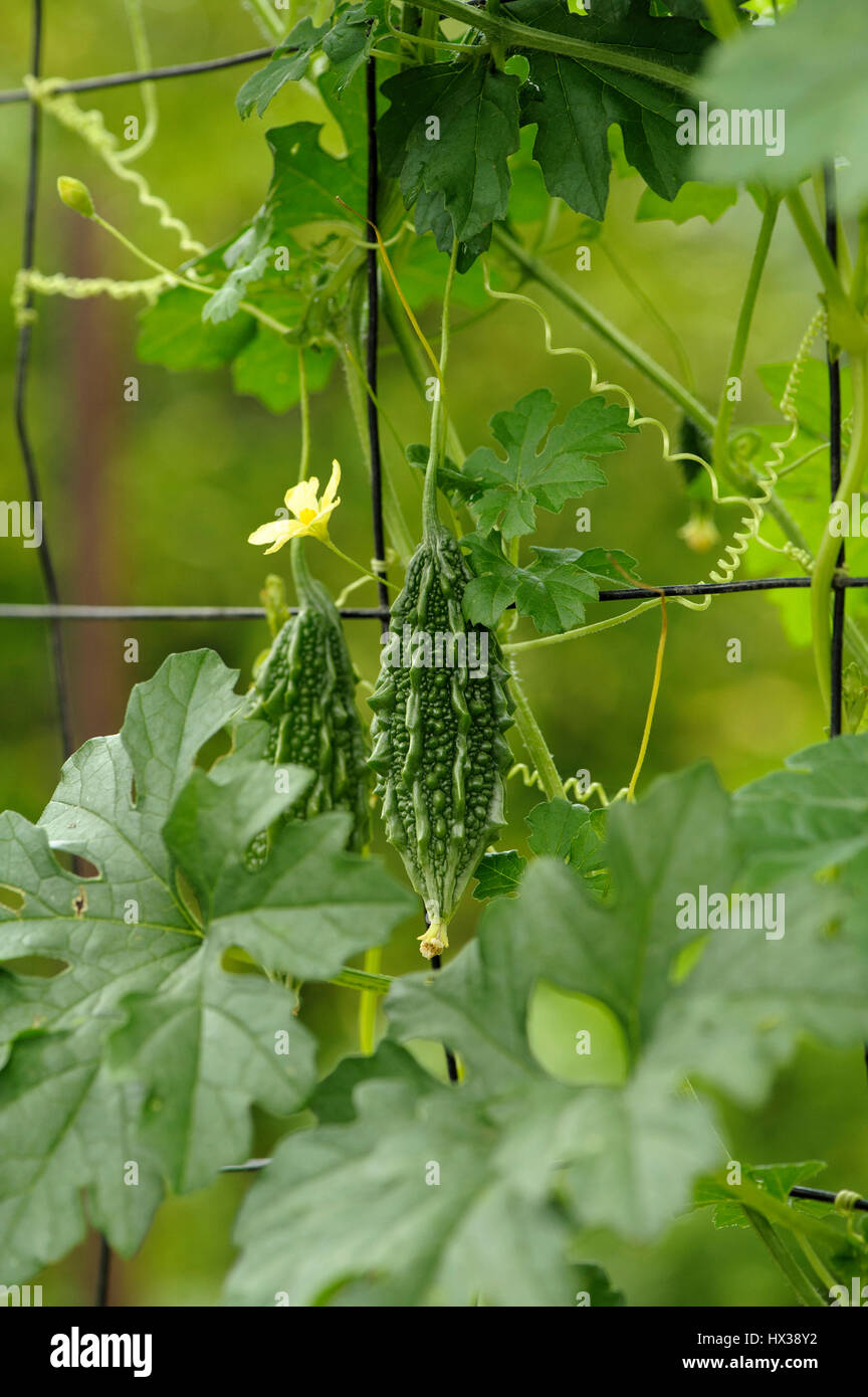 Melón amargo, los frutos, las hojas y la flor masculina Fotografía de