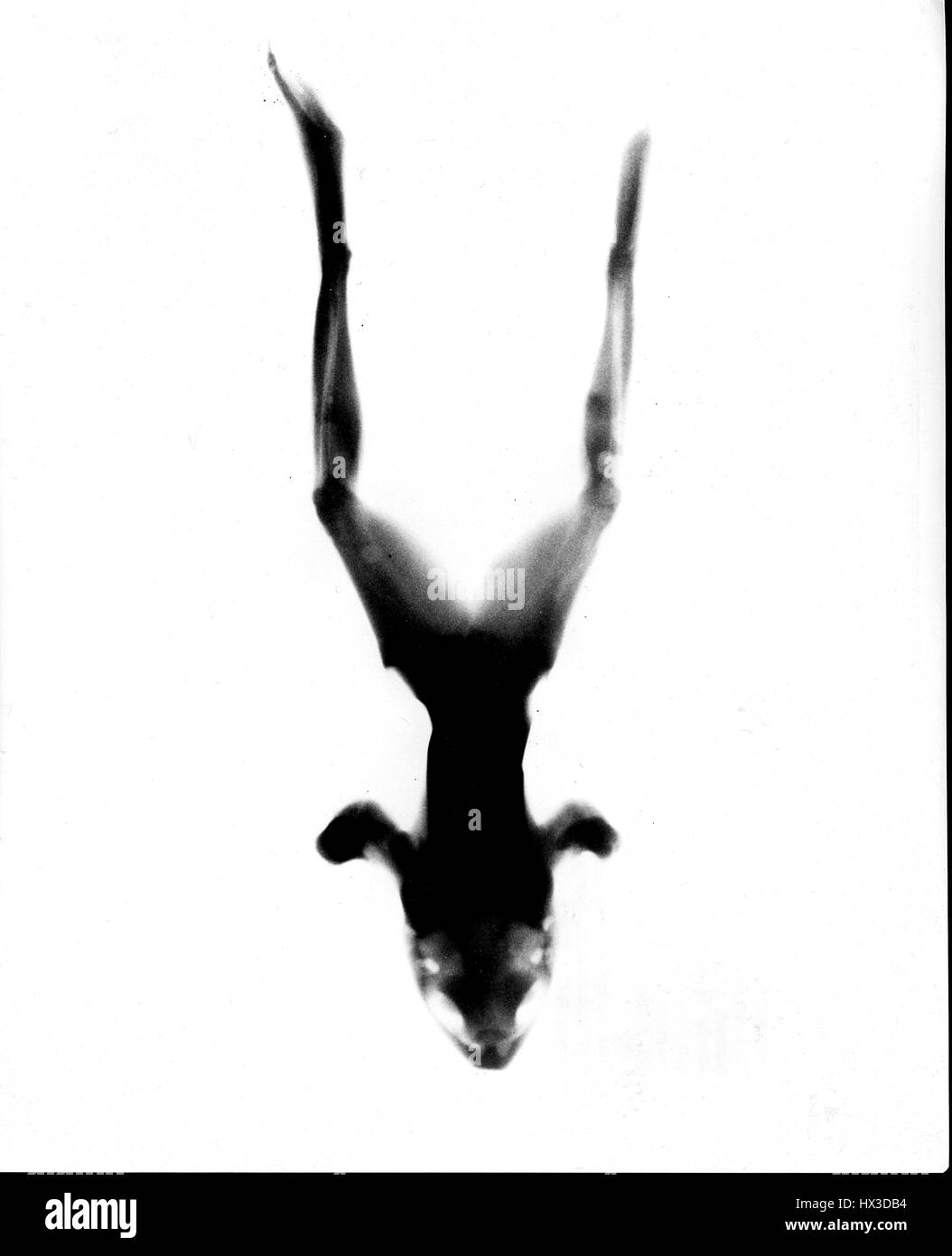 Estructura de rayos gamma fotografías e imágenes de alta resolución Alamy