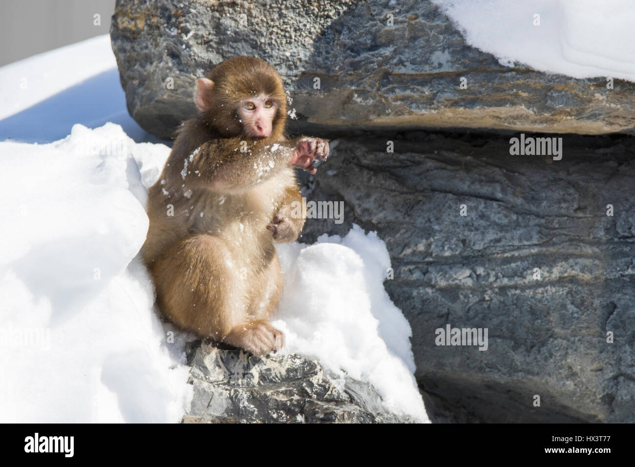 Mono de nieve bebe fotografías e imágenes de alta resolución - Alamy