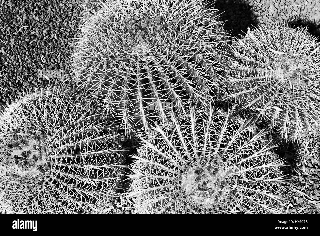 Negro-blanco de interpretación en abstracto como patrón de forma de 4 orbes de pinny cactus de grava del suelo. Foto de stock