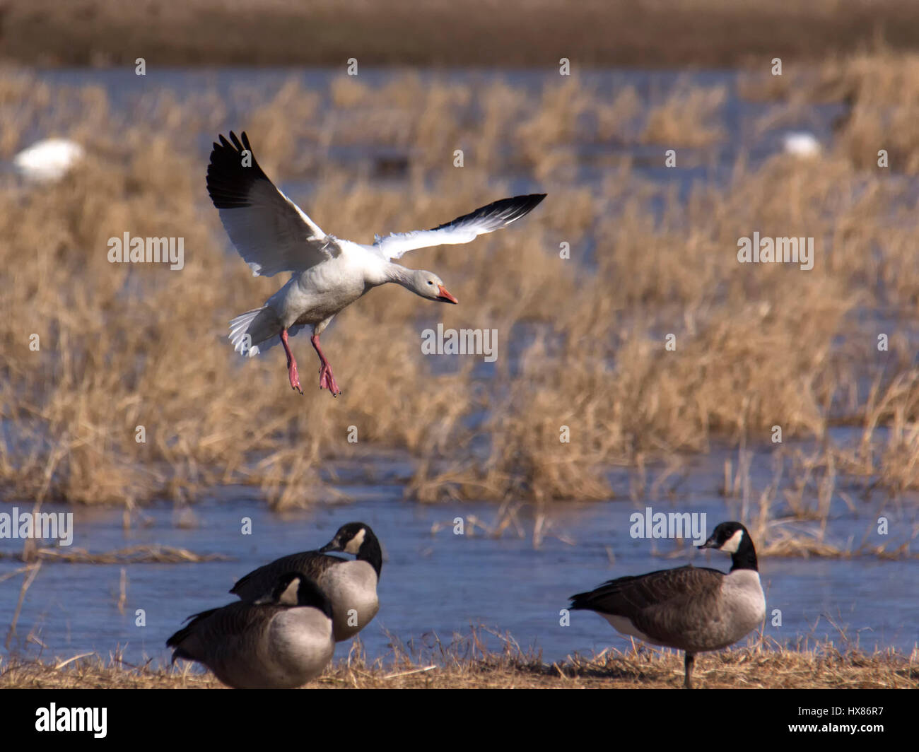 Snow Goose aterrizar en humedales Foto de stock