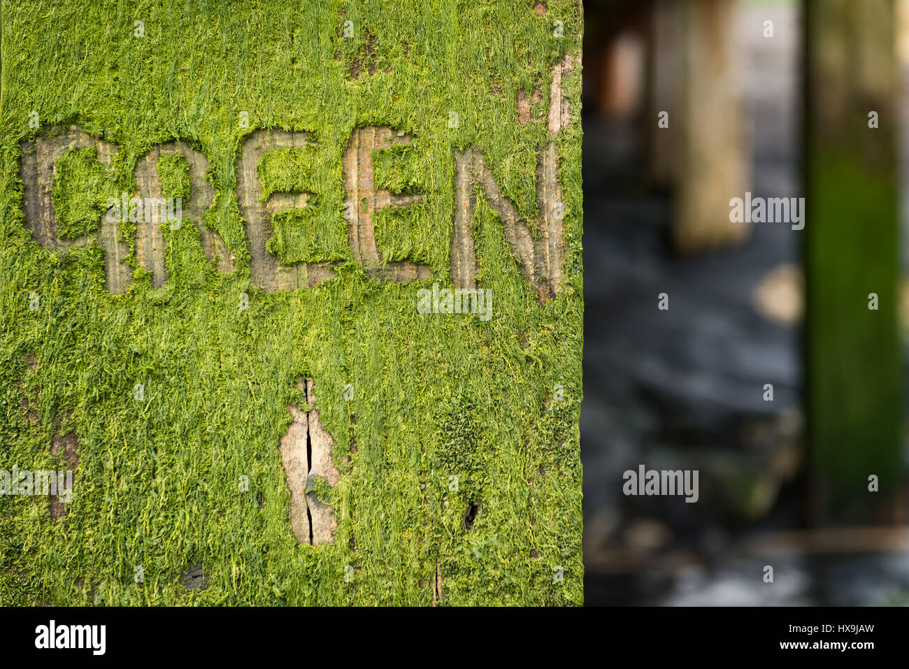 La palabra verde musgo tallados en madera en un puesto por el mar o la costa en Leigh sobre mar en Essex Foto de stock