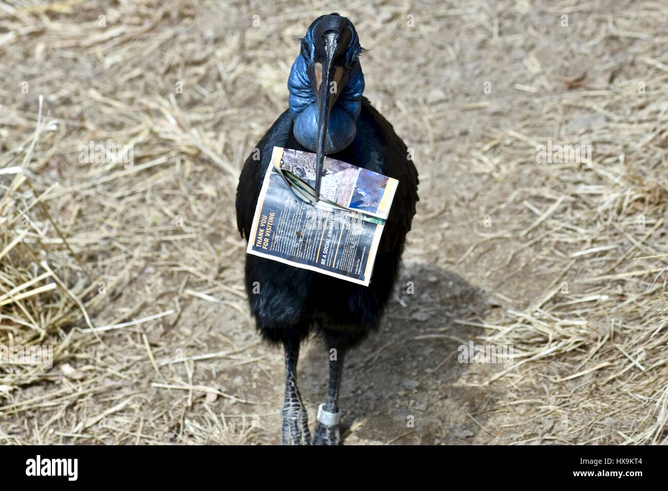 Baltimore, EE.UU. El 25 de marzo de 2017. Una tierra septentrional (Bucorvus abyssinicus Bucero) transporta alrededor de un zoológico mapa después de un parque visitante cae un mapa en la exhibición. Crédito de la foto: Jeramey Légende/Alamy Live News Foto de stock