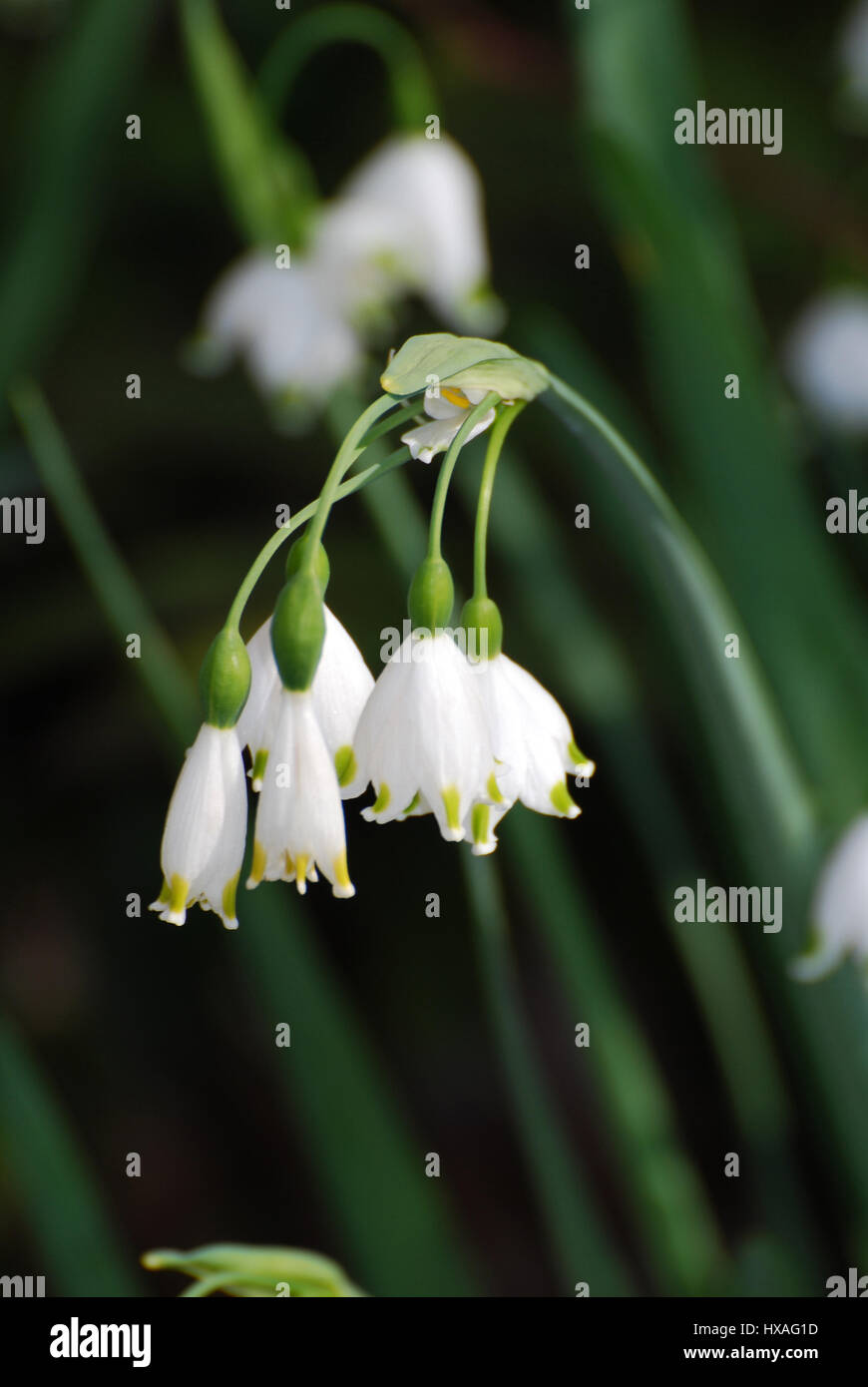 Caída de nieve blanco lirio y flor que florece en el medio silvestre  Fotografía de stock - Alamy