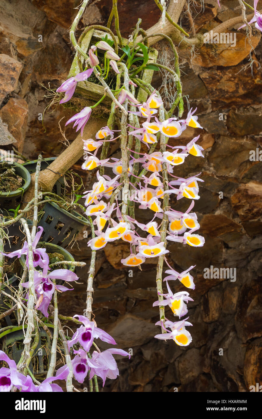 Acercamiento a la hermosa Dendrobium Dendrobium Superbum Primulinum Laos y  Var. Anosmum Orquídeas Fotografía de stock - Alamy
