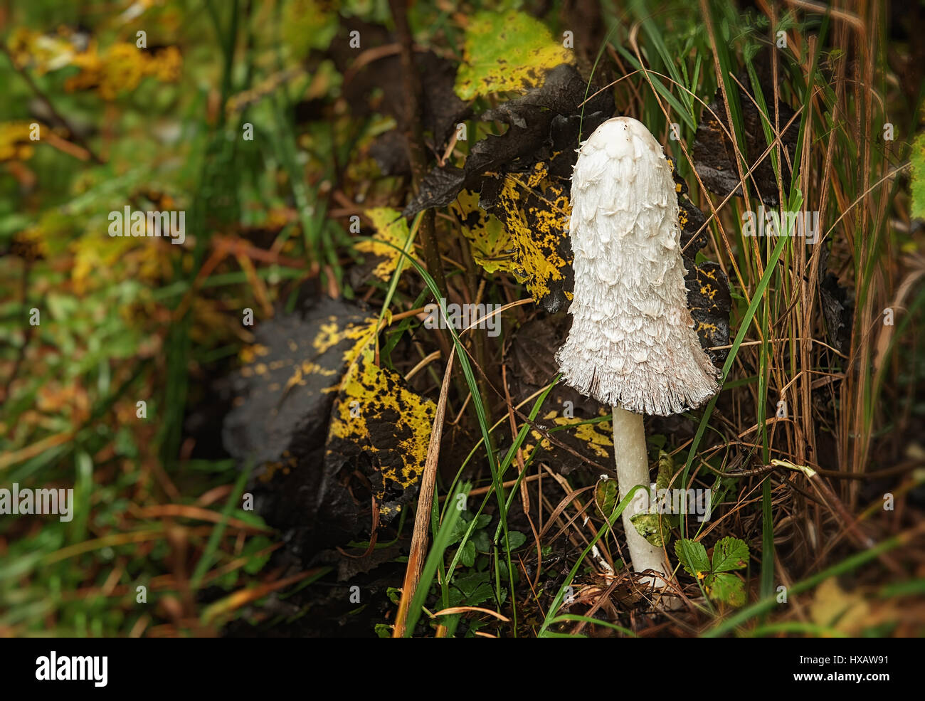 La inky mushroom con tapa blanca en el pasto en el otoño bosque bajo la lluvia Foto de stock