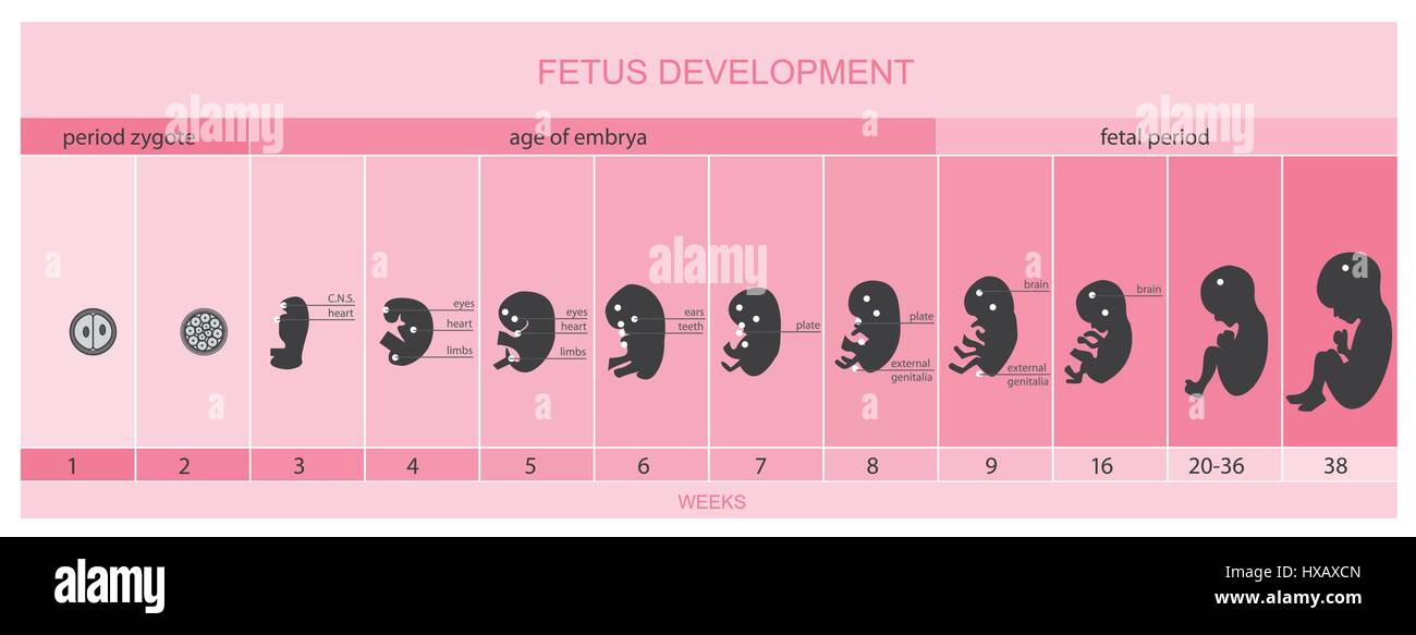 El desarrollo del feto, vetor Imagen Vector de stock - Alamy