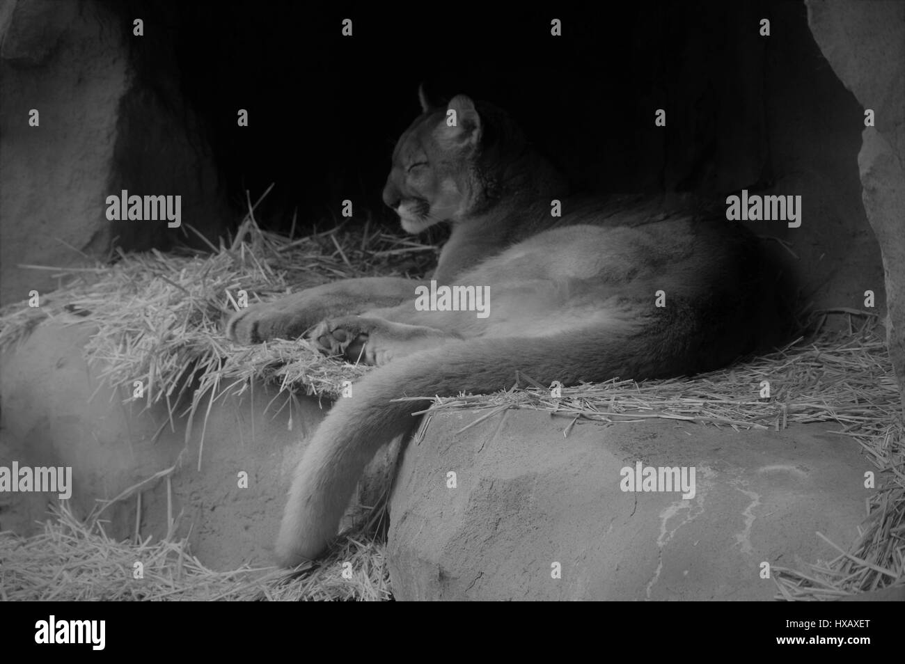 Cabeza de puma Im genes de stock en blanco y negro Alamy