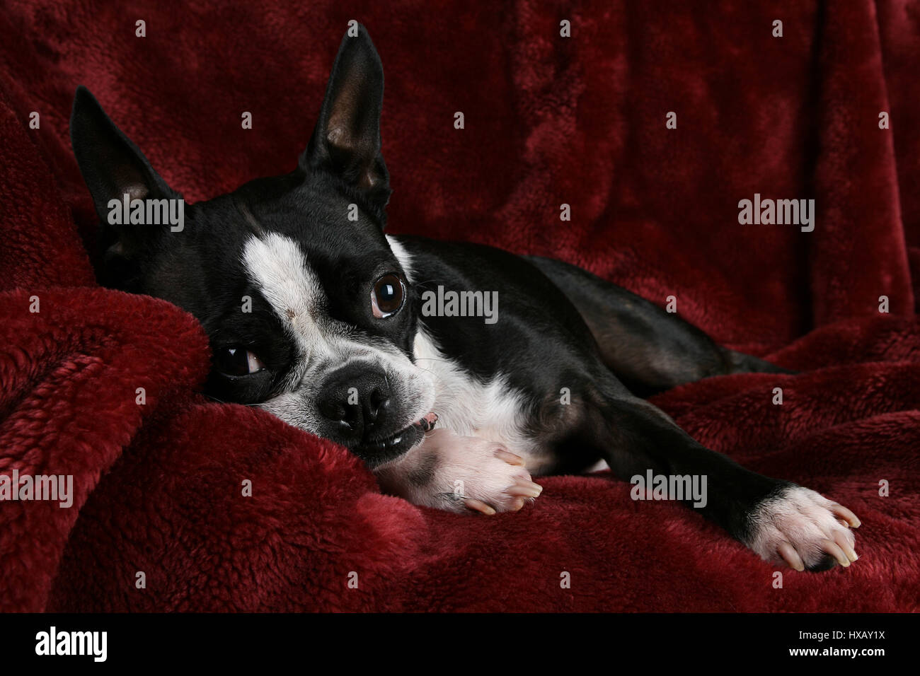Adorable Boston Terrier posando sobre un fondo de peluche rojo profundo  Fotografía de stock - Alamy