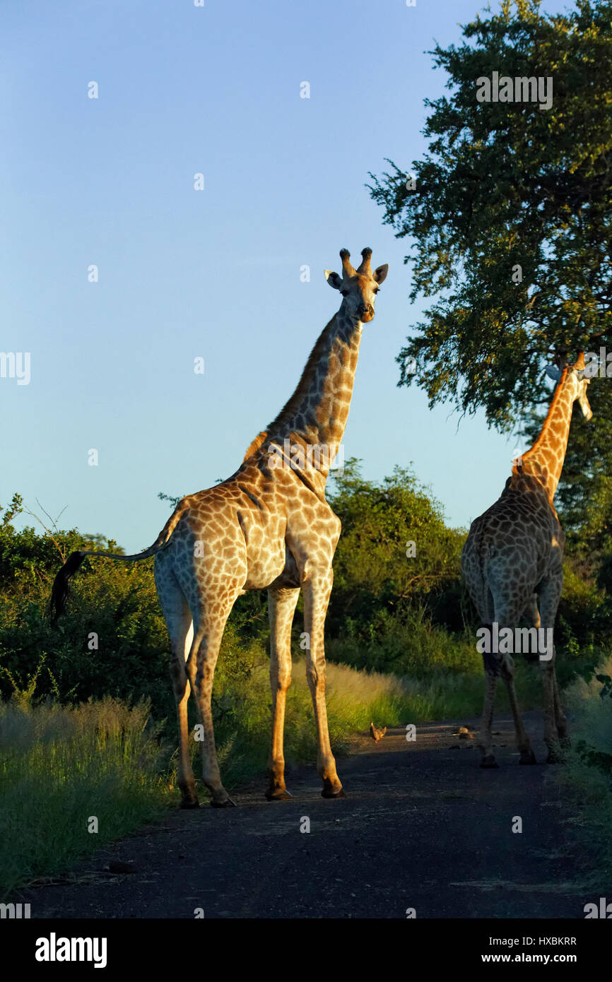 Jirafa ( Giraffa Camelopardalis ) De pie en la carretera, el Parque Nacional Kruger, Sudáfrica Foto de stock