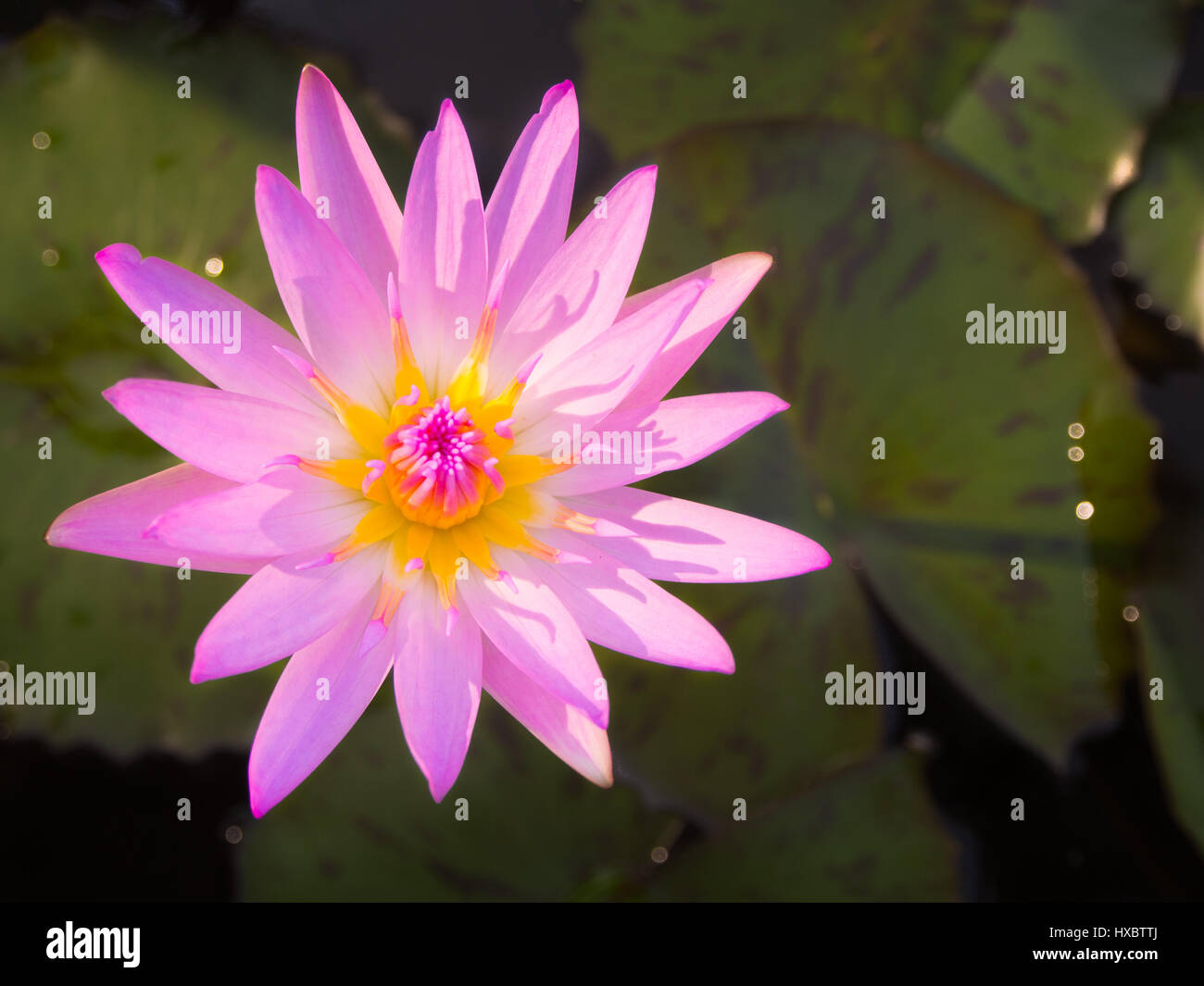 Hermosa flor de loto o lirio de agua se complementa con fondo de agua. Los  colores saturados y vibrantes detalles Fotografía de stock - Alamy