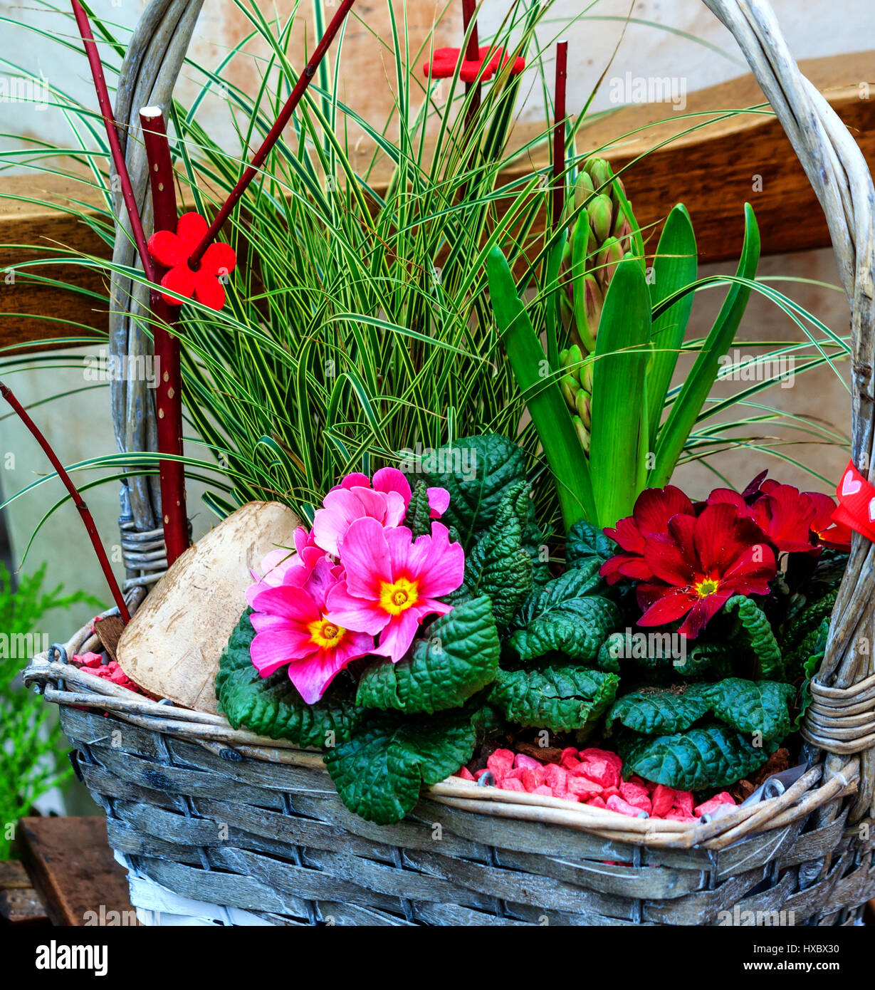 Coloridas flores de prímula en pequeña cesta gris Fotografía de stock -  Alamy