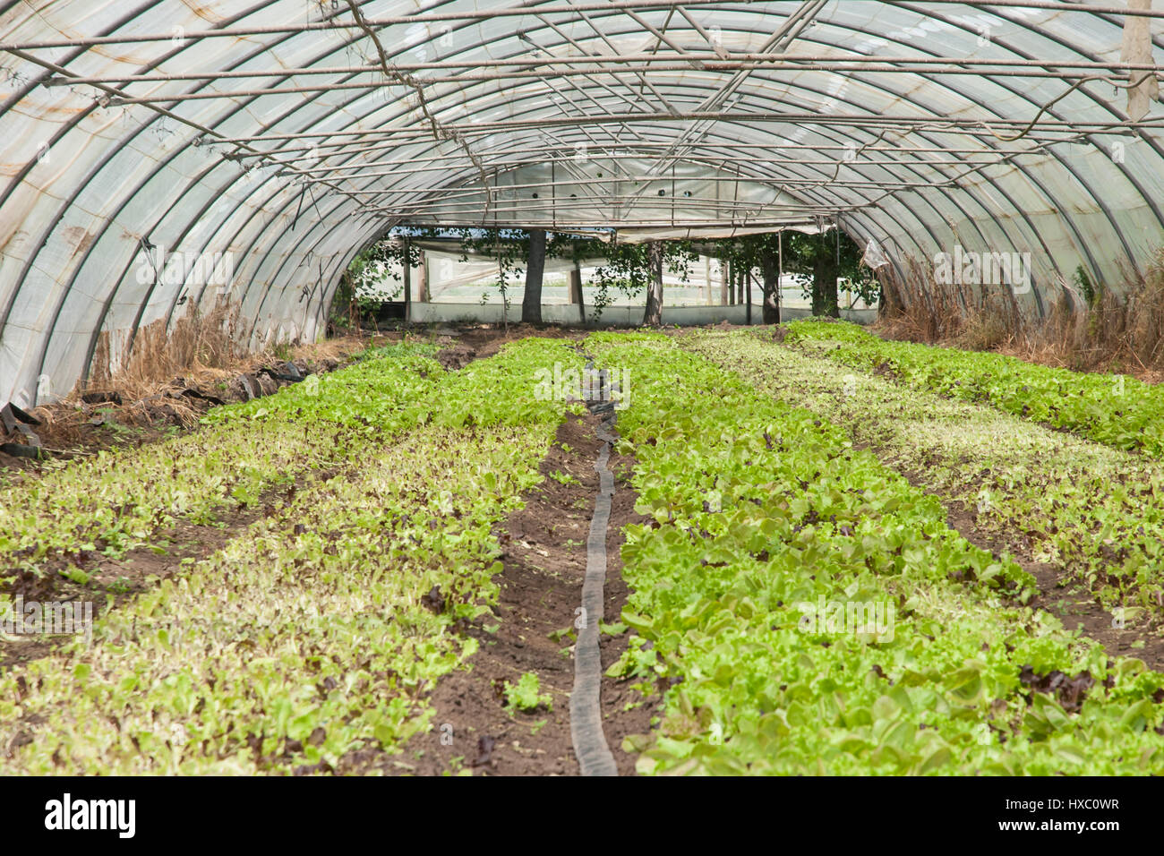 Los cultivos orgánicos crecen en un invernadero cubierto de plástico  (polytunnel Fotografía de stock - Alamy