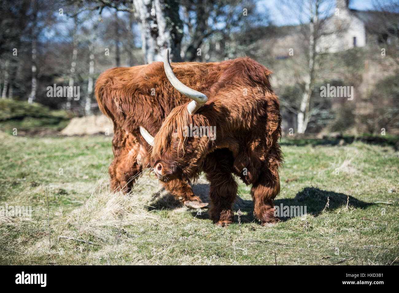 En Grantown-on-Spey, Escocia, Reino Unido el 27 de marzo de 2017 REINO UNIDO Clima: Archie Highland Bull en Muckrach Country House Hotel cerca en Grantown-on-Spey 7 Aviemore siente el calor como las temperaturas dolor hacia 19˚C. Foto de stock