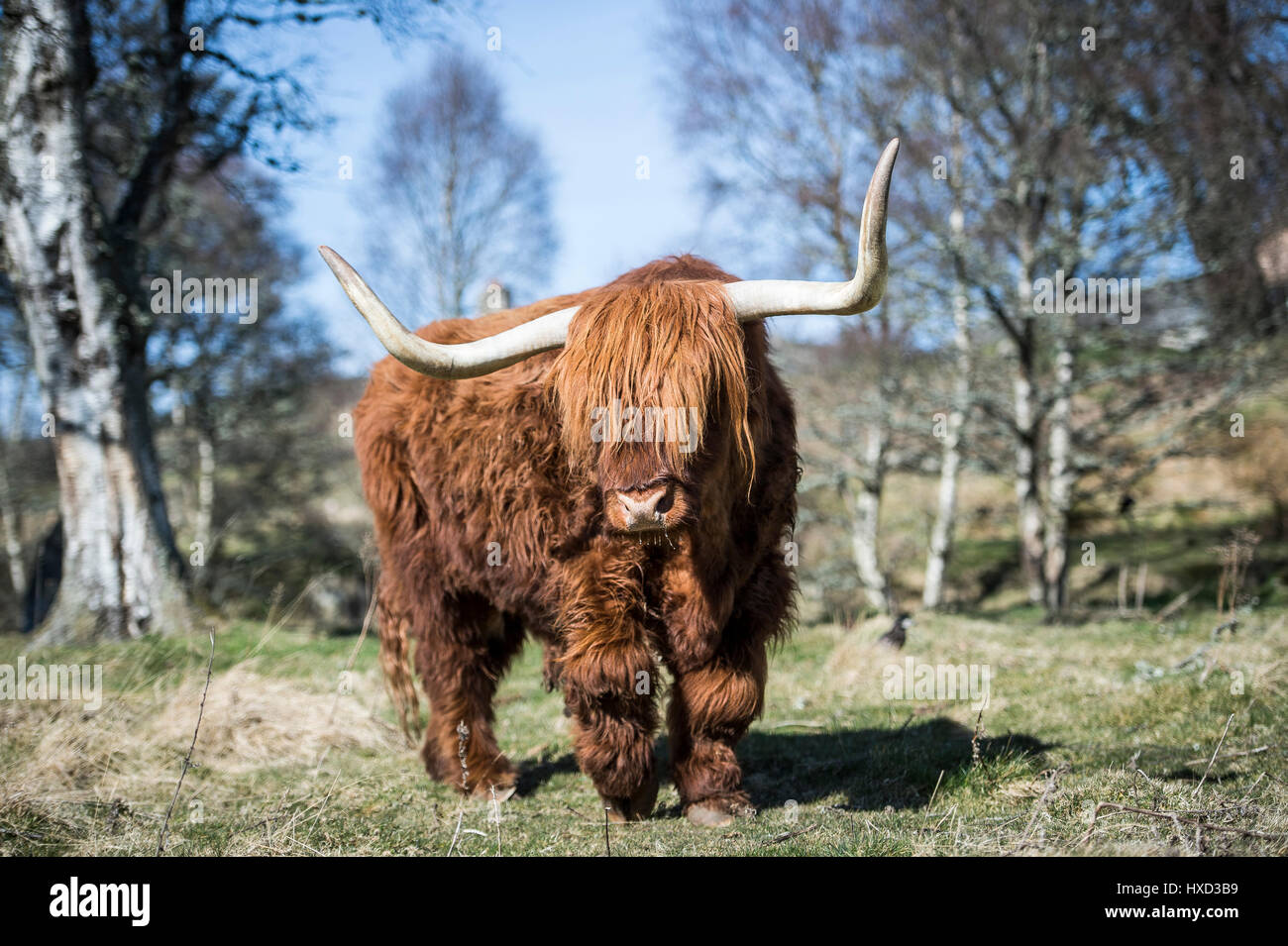 En Grantown-on-Spey, Escocia, Reino Unido el 27 de marzo de 2017 REINO UNIDO Clima: Archie Highland Bull en Muckrach Country House Hotel cerca en Grantown-on-Spey 7 Aviemore siente el calor como las temperaturas dolor hacia 19˚C. Foto de stock