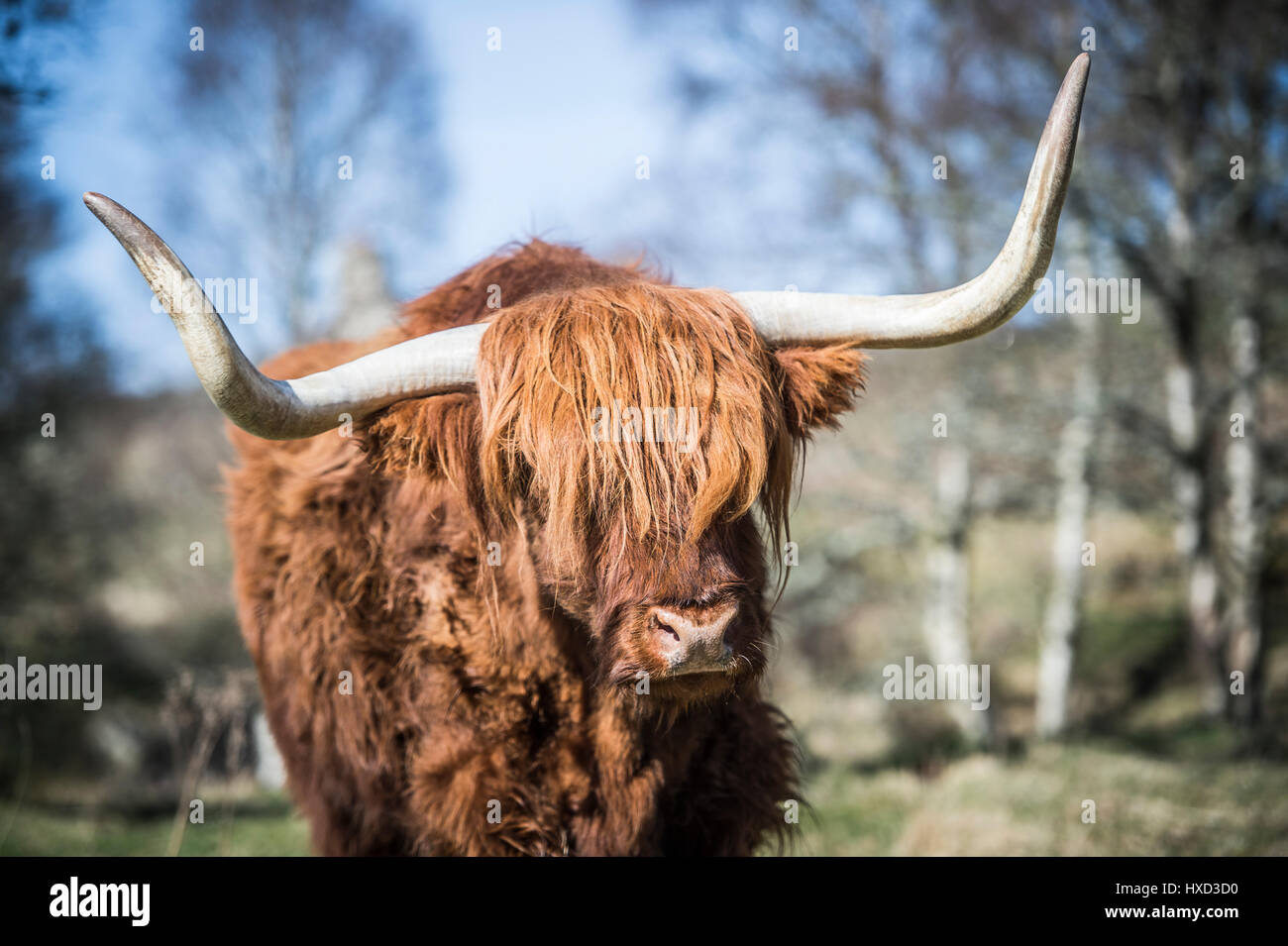 En Grantown-on-Spey, Escocia, Reino Unido el 27 de marzo de 2017 REINO UNIDO Clima: Archie Highland Bull en Muckrach Country House Hotel cerca en Grantown-on-Spey 7 Aviemore siente el calor como las temperaturas dolor hacia 19˚C. Foto de stock