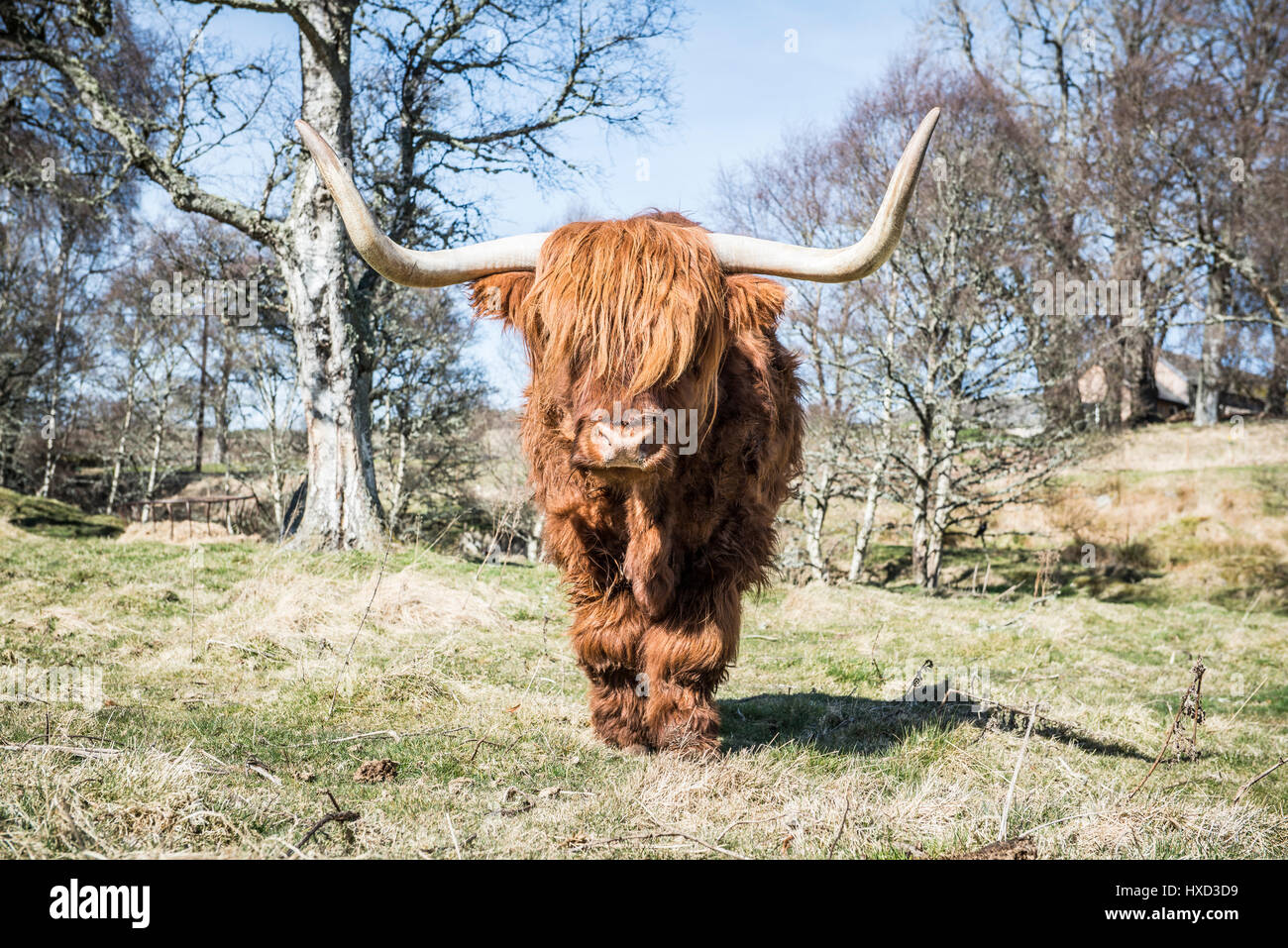 En Grantown-on-Spey, Escocia, Reino Unido el 27 de marzo de 2017 REINO UNIDO Clima: Archie Highland Bull en Muckrach Country House Hotel cerca en Grantown-on-Spey 7 Aviemore siente el calor como las temperaturas dolor hacia 19˚C. Foto de stock