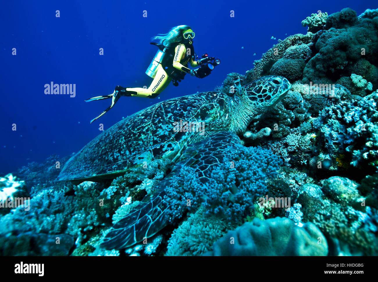 Buzo femenino reúne gran tortuga verde, Indo pacífico Foto de stock