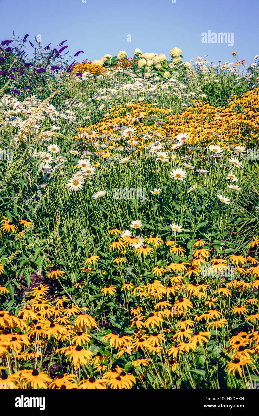 Campo con flores silvestres en Leland, Michigan Foto de stock