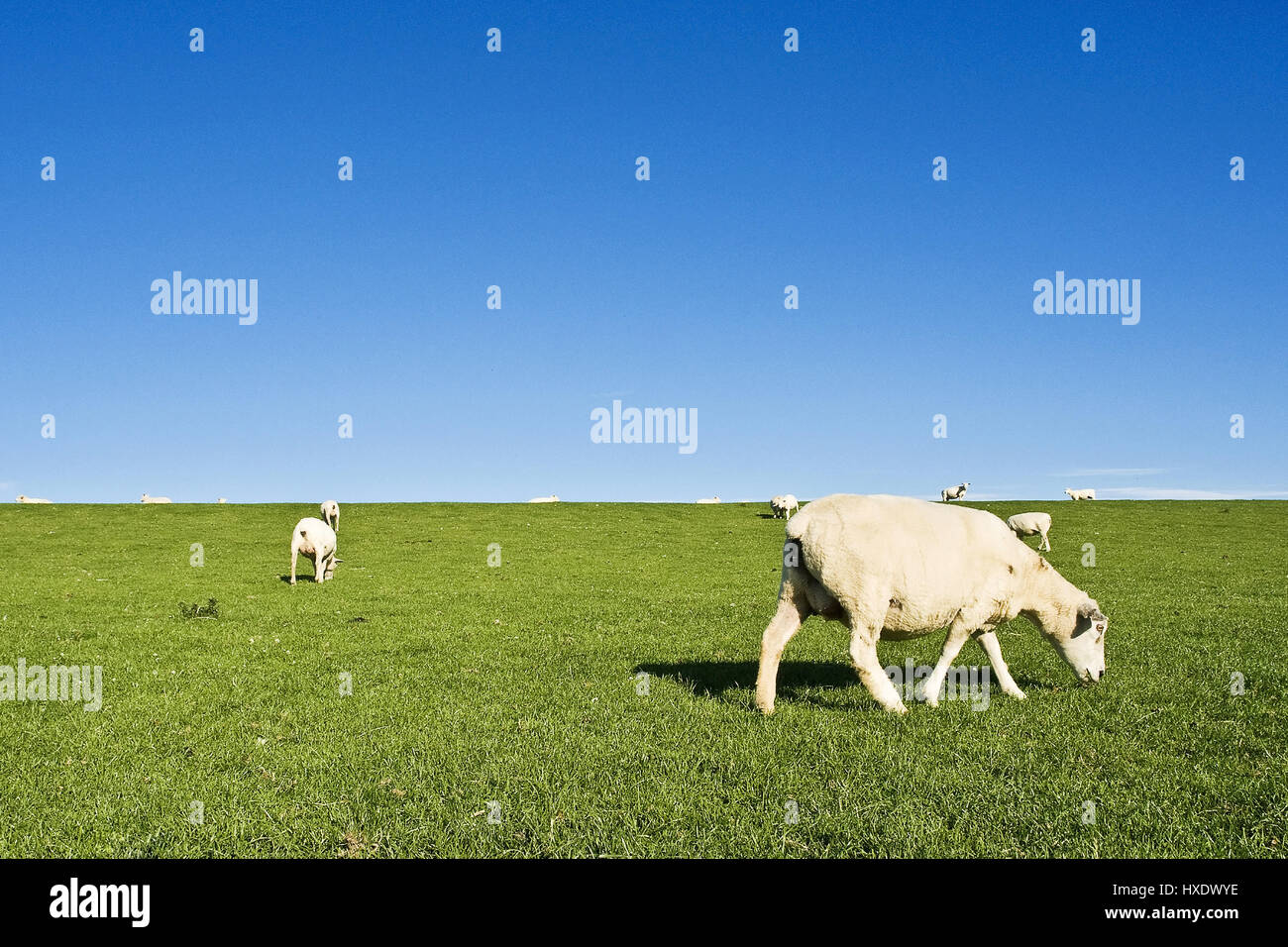 Ovejas en un dique, Schafe auf einem Deich Foto de stock