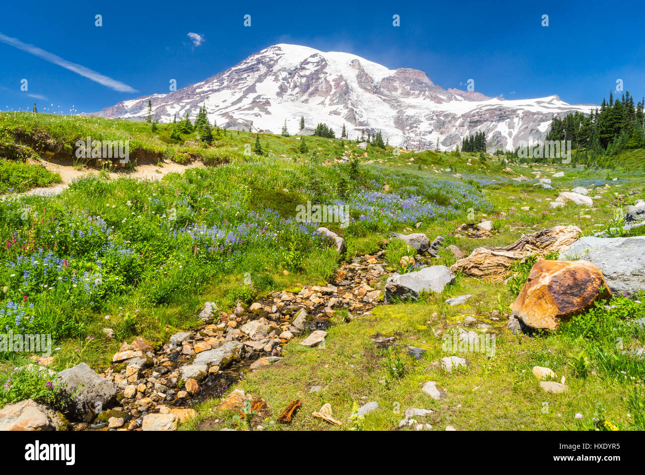 Mount Rainier, Washington con campo de flores silvestres y arroyo en primer plano. Foto de stock