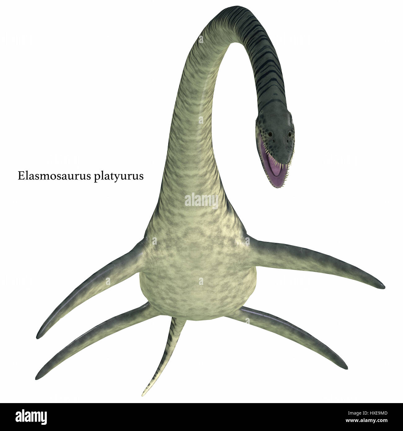 Elasmosaurus era un plesiosaurio de reptiles marinos que vivieron en América del Norte los mares en el período Cretácico. Foto de stock