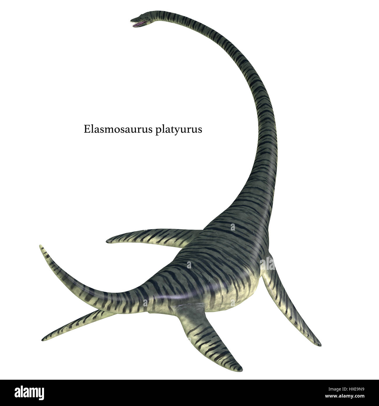 Elasmosaurus fotografías e imágenes de alta resolución - Alamy