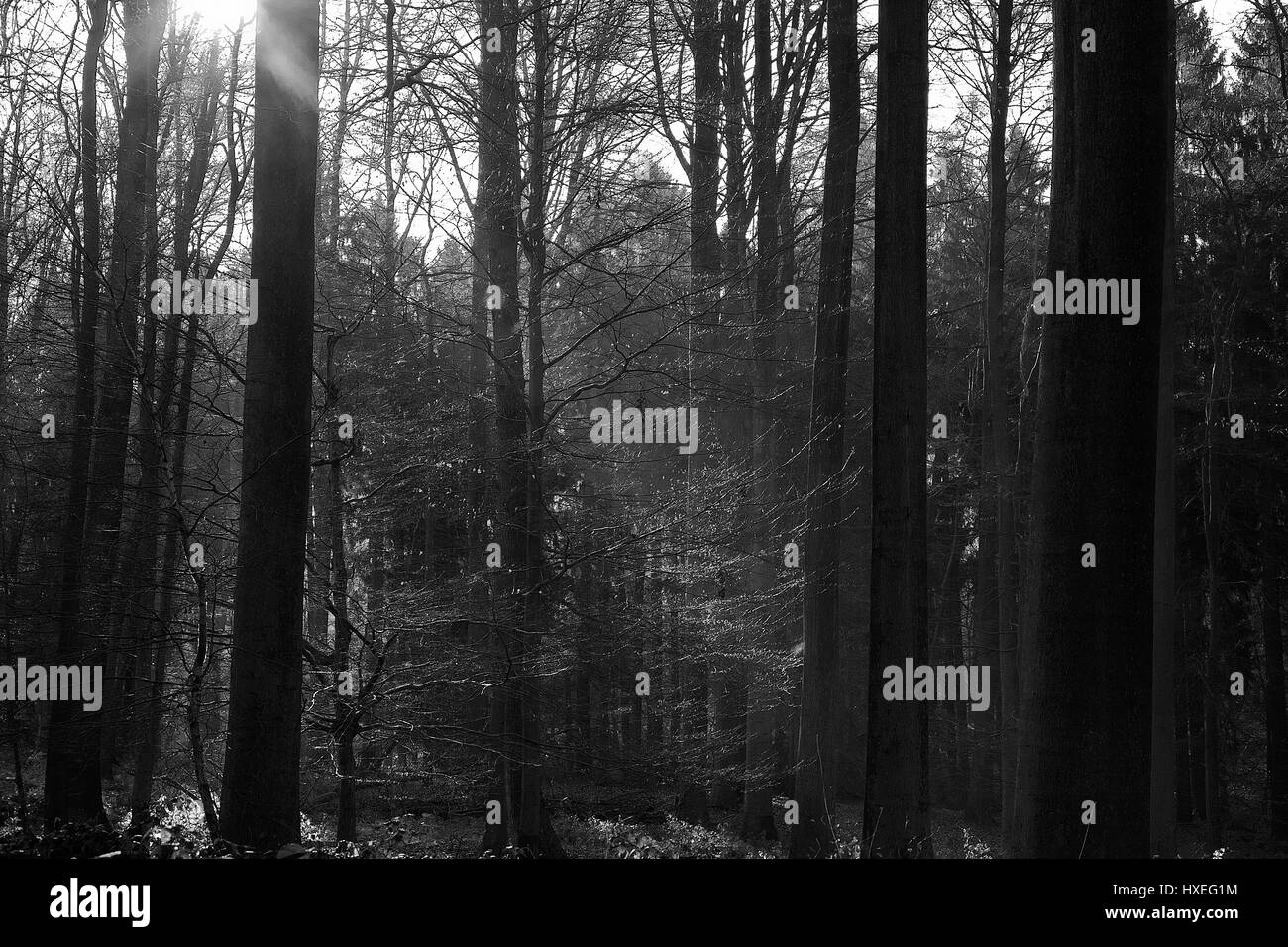 Bosque oscuro Imágenes de stock en blanco y negro Alamy