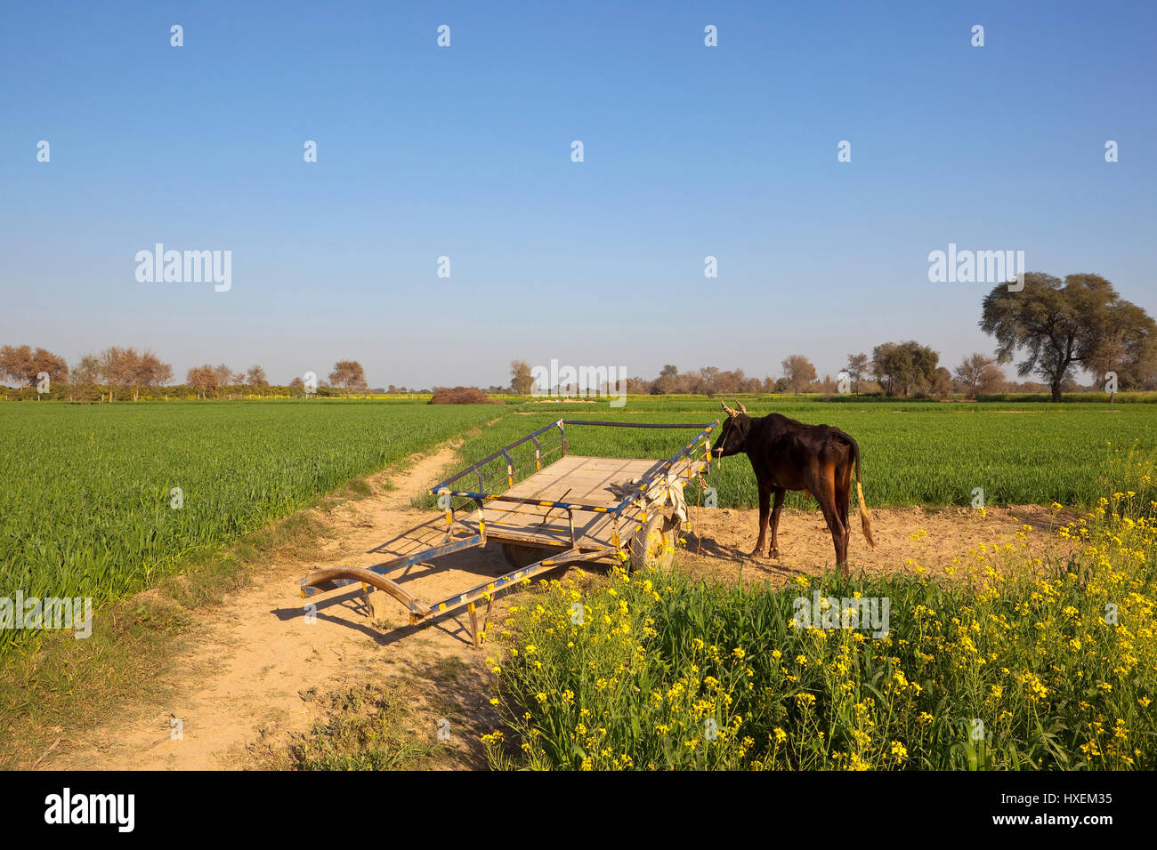 Un punjabi buffalo y carro de madera en los campos de trigo y mostaza bajo un cielo azul en la india Foto de stock