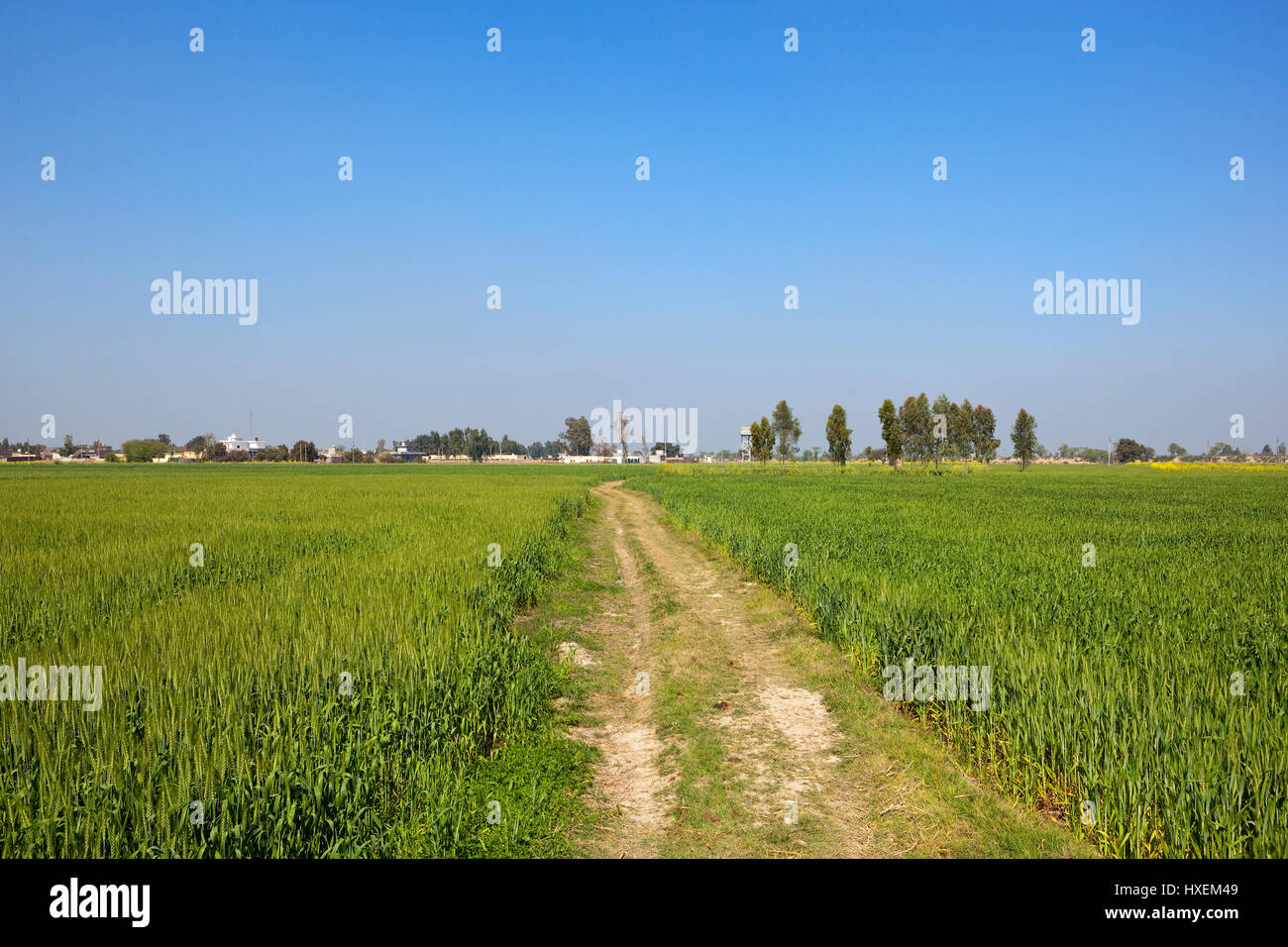 Un paseo por los campos de trigo de Punjab con una aldea en el horizonte bajo un cielo azul en la india Foto de stock