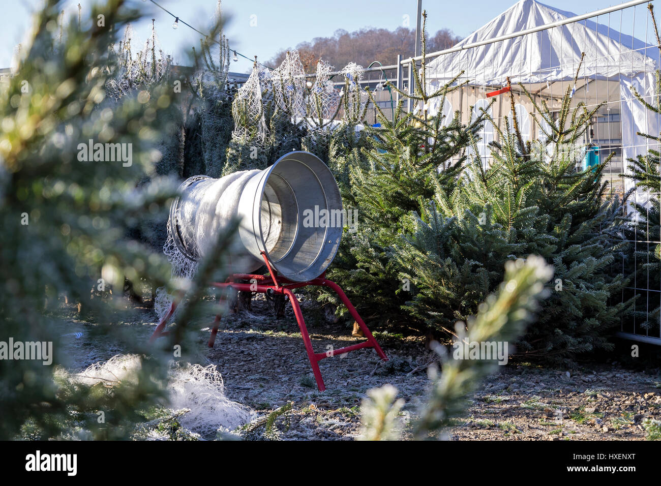 Árboles de Navidad a la venta en el mercado navideño alemán Foto de stock