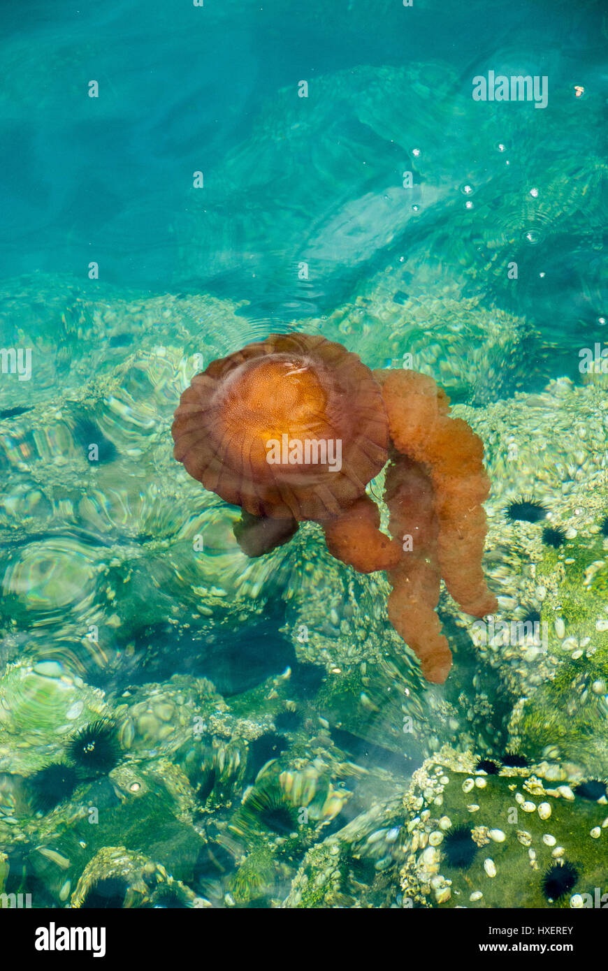 Naranja brillante medusas en un profundo océano azul Foto de stock