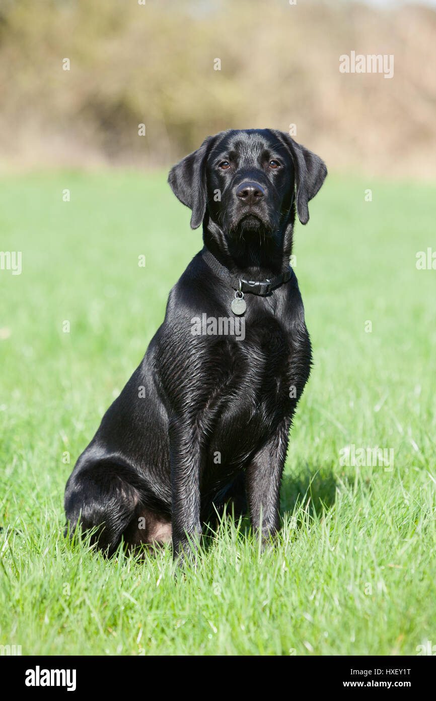 6 meses de edad Negro Labrador Retriever perro de trabajo fuera  fotografiado Fotografía de stock - Alamy