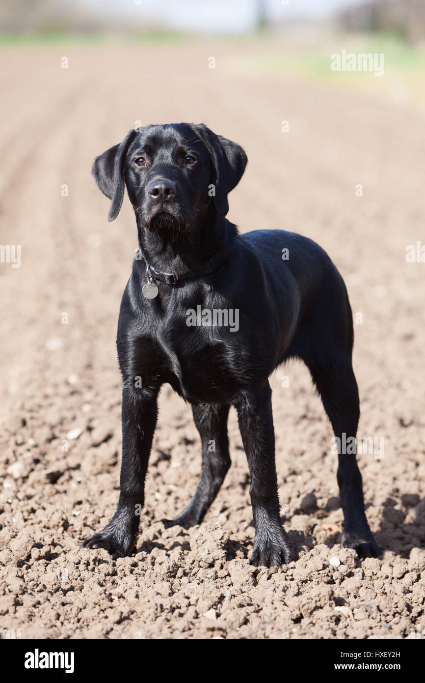 6 meses de edad Negro Labrador Retriever perro de trabajo fuera  fotografiado Fotografía de stock - Alamy