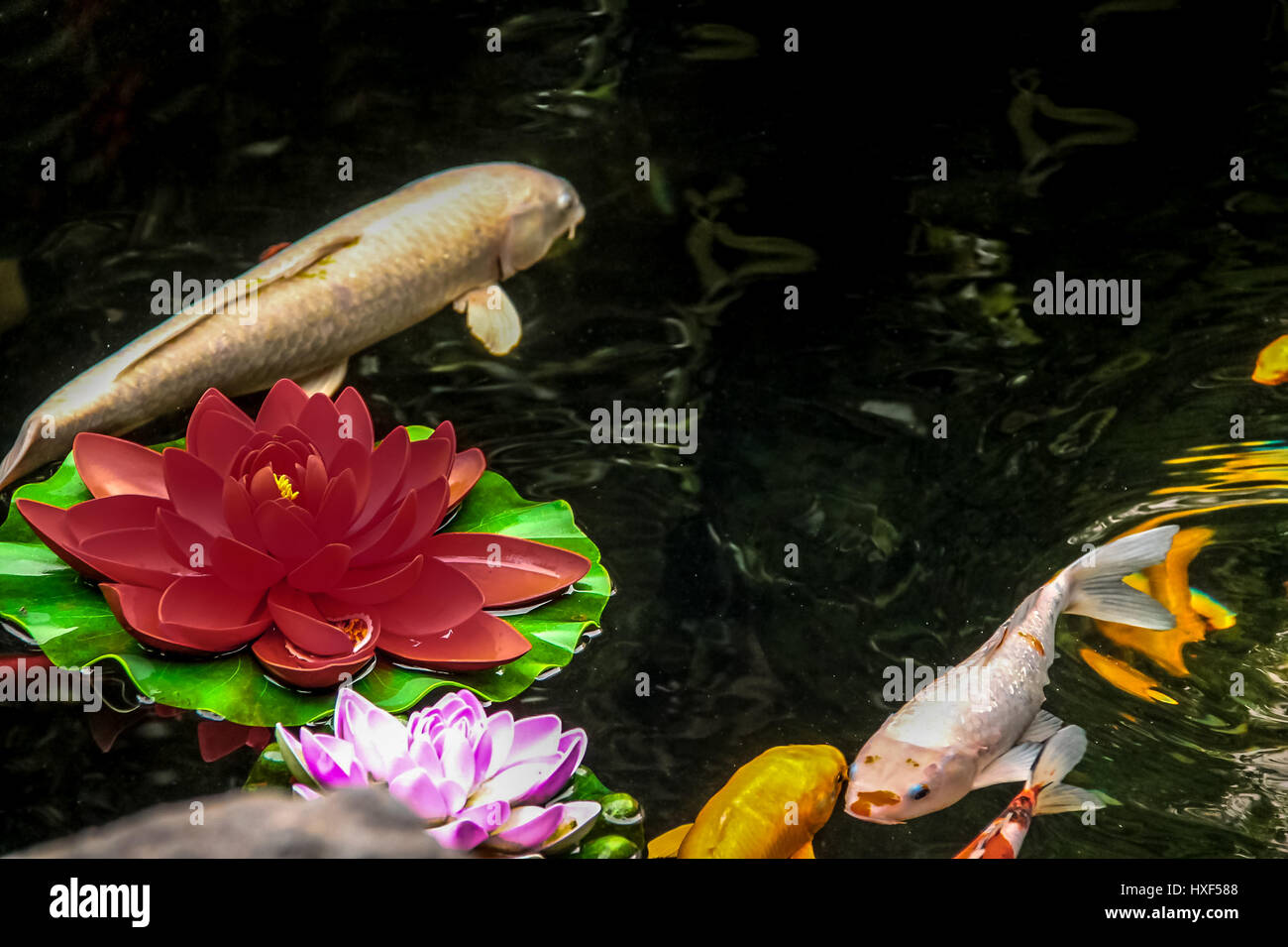 Peces Koi y flores en un estanque - Shanghai, China Foto de stock