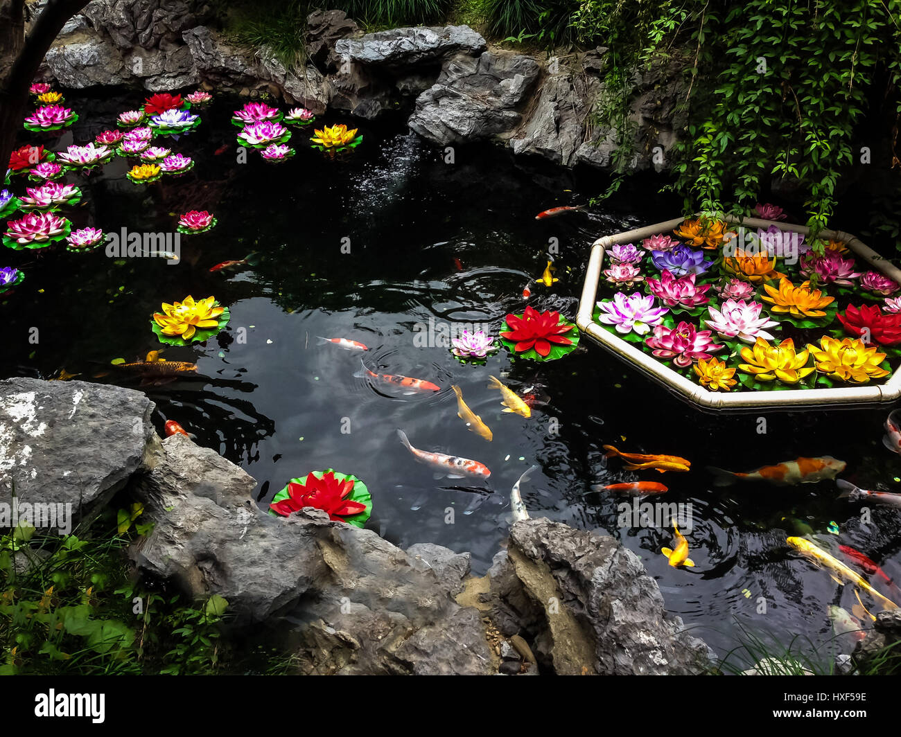 Peces Koi y flores en un estanque - Shanghai, China Foto de stock