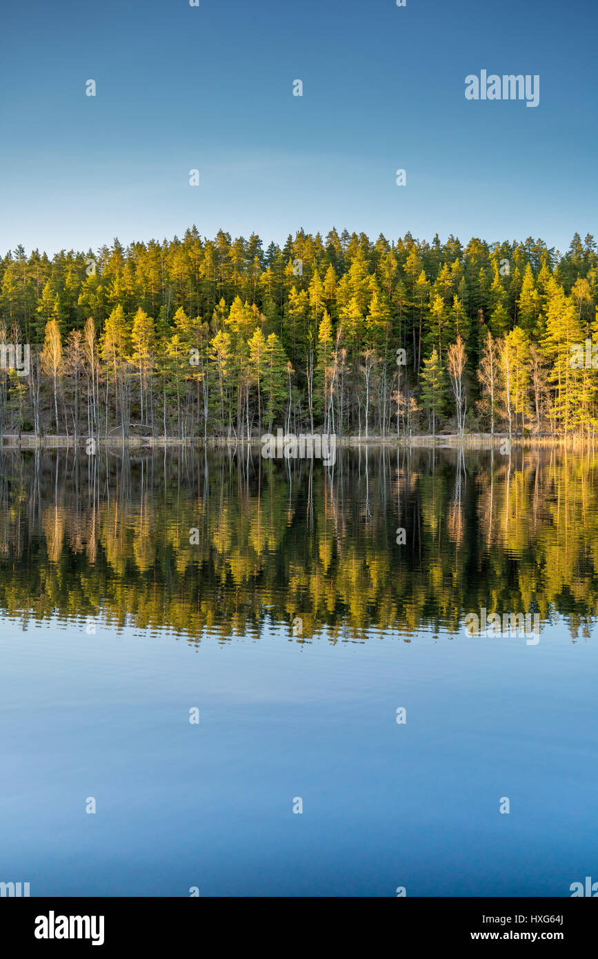 Vista de un bosque de pino y abedul escandinavo y el lago con la cálida luz del atardecer muertos a tiros cerca de la frontera finlandesa sueca en Finlandia y Suecia Foto de stock