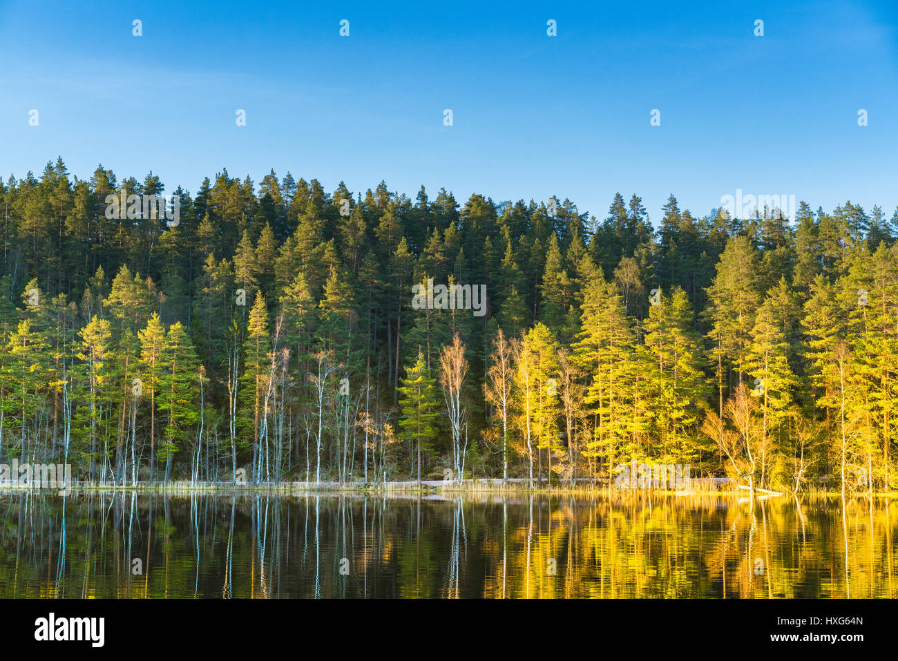 Vista de un bosque de pino y abedul escandinavo y el lago con la cálida luz del atardecer muertos a tiros cerca de la frontera finlandesa sueca en Finlandia y Suecia Foto de stock
