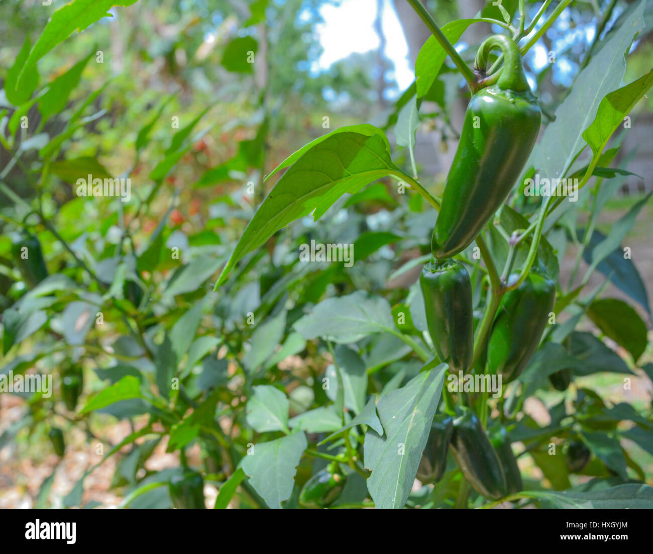 Jalapeños maduros de la planta Fotografía de stock - Alamy