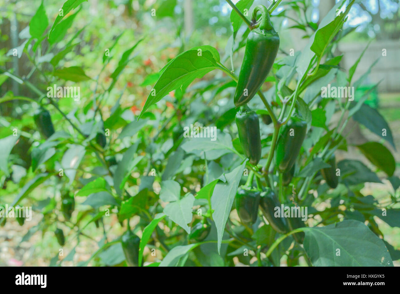 Jalapeno popper fotografías e imágenes de alta resolución - Alamy