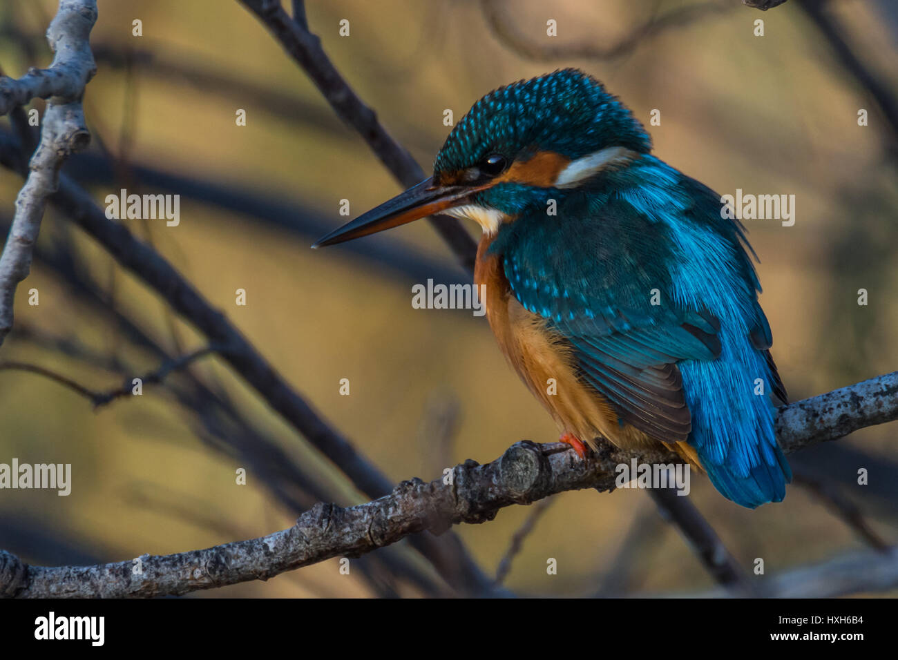 Kingfisher en el árbol - Alcedo atthis sentado en un árbol Foto de stock